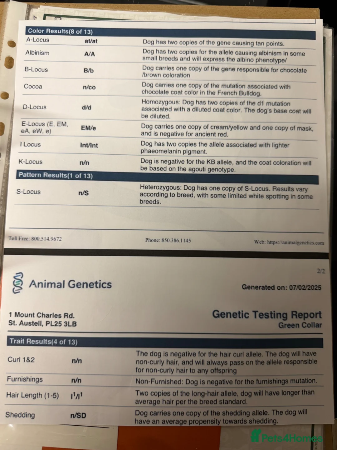 French Bulldog dogs for stud: BONZO🦴 CARAMEL PINK🎀 FLUFFY🧸 **  in Maidstone - Advert 2