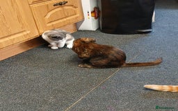 Mixed Breed cats for sale: 2 beautiful female lovely kittens and playfull - Image 25