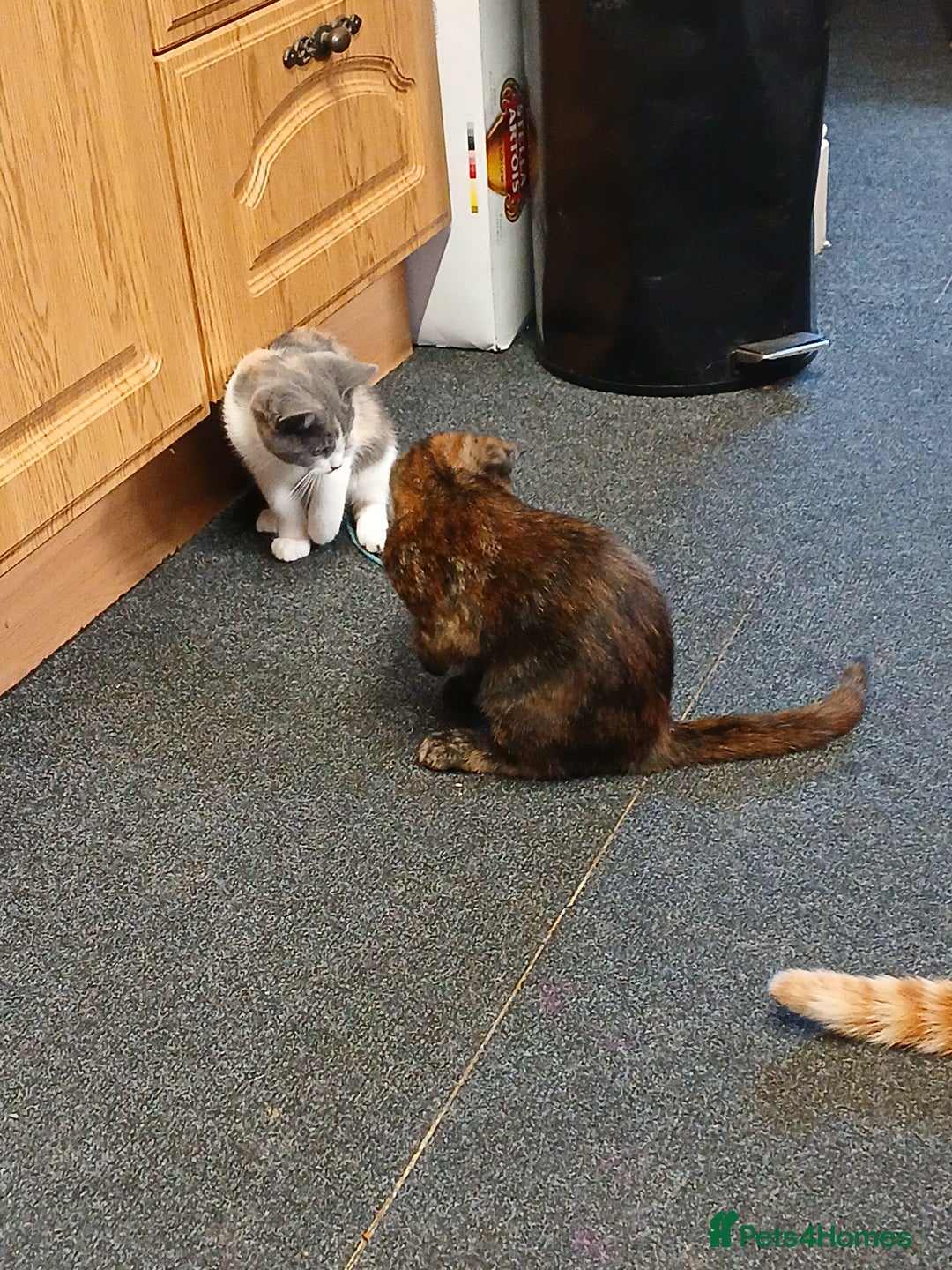 Mixed Breed cats for sale: 2 beautiful female lovely kittens and playfull - Image 25