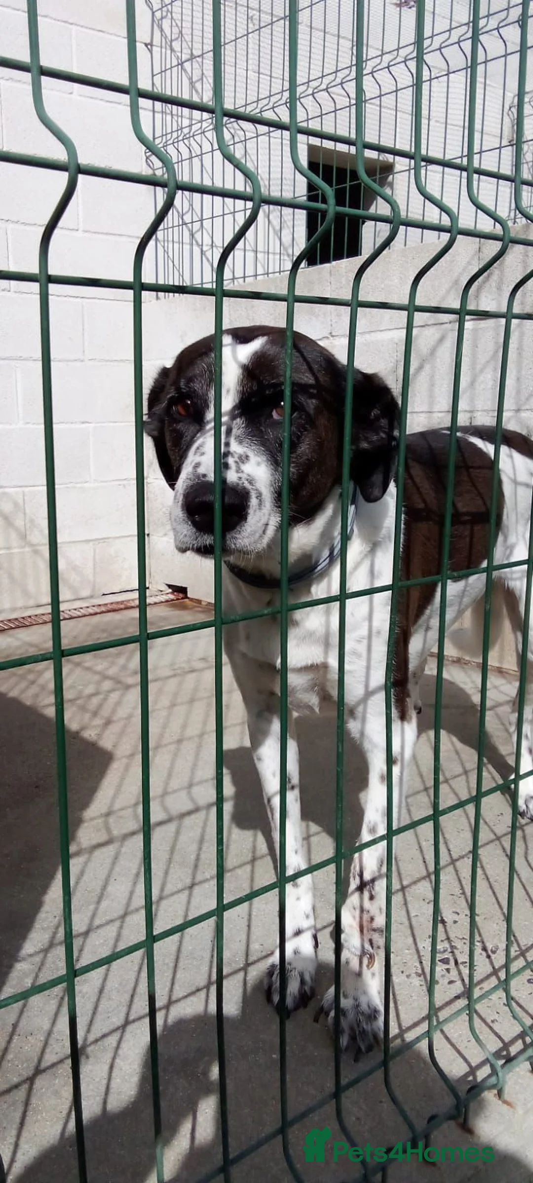 Mixed Breed dogs for adoption: Lula, A Gentle Soul Looking for Her Person - Advert 7