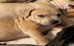 Mixed Breed dogs for sale: Pocket bully (mom) x staffy - Image 13