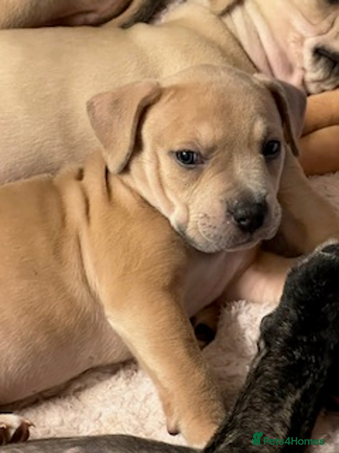 Mixed Breed dogs for sale: Pocket bully (mom) x staffy - Image 13