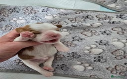 Cavalier King Charles Spaniel dogs for sale: Fully health tested included MRI scan  - Image 9