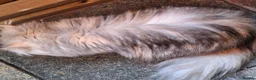 Persian cats for sale: Two gorgeous silver tortie and white tabbies  in Bridgwater - Advert 4