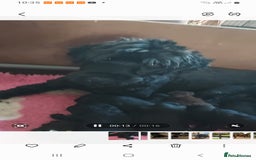 Portuguese Water Dog dogs for sale: Portuguese water dog pups: ready now - Image 2