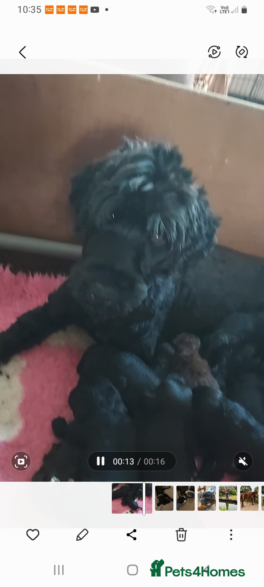 Portuguese Water Dog dogs for sale: Portuguese water dog pups: ready now - Image 2