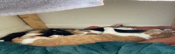 Mixed Breed cats for sale:  9 gorgeous kittens.  - Advert 2