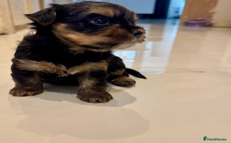 Yorkshire Terrier dogs - Advert 1