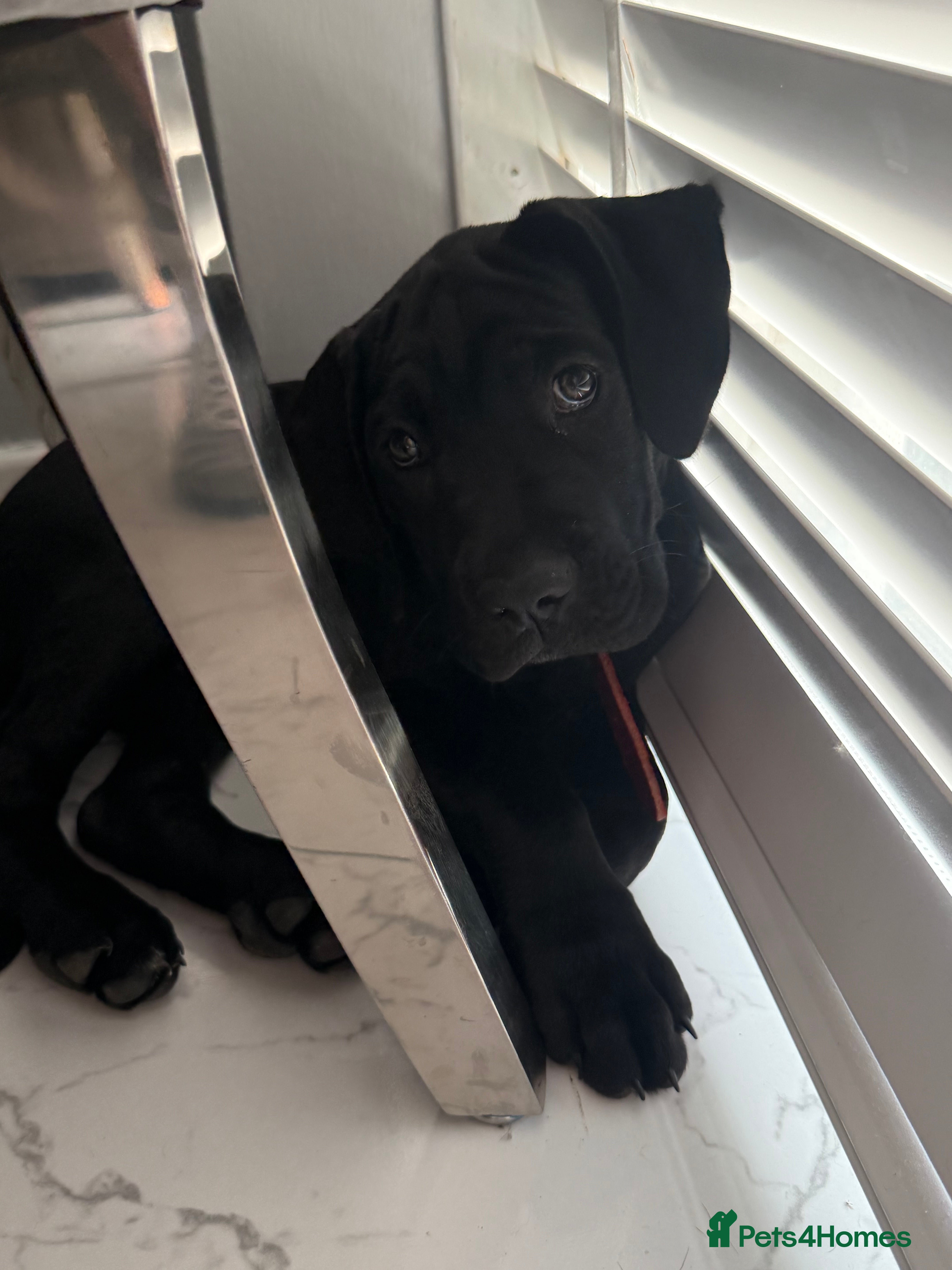 Cane Corso dogs Ready to go cane corso puppys  - Advert 2