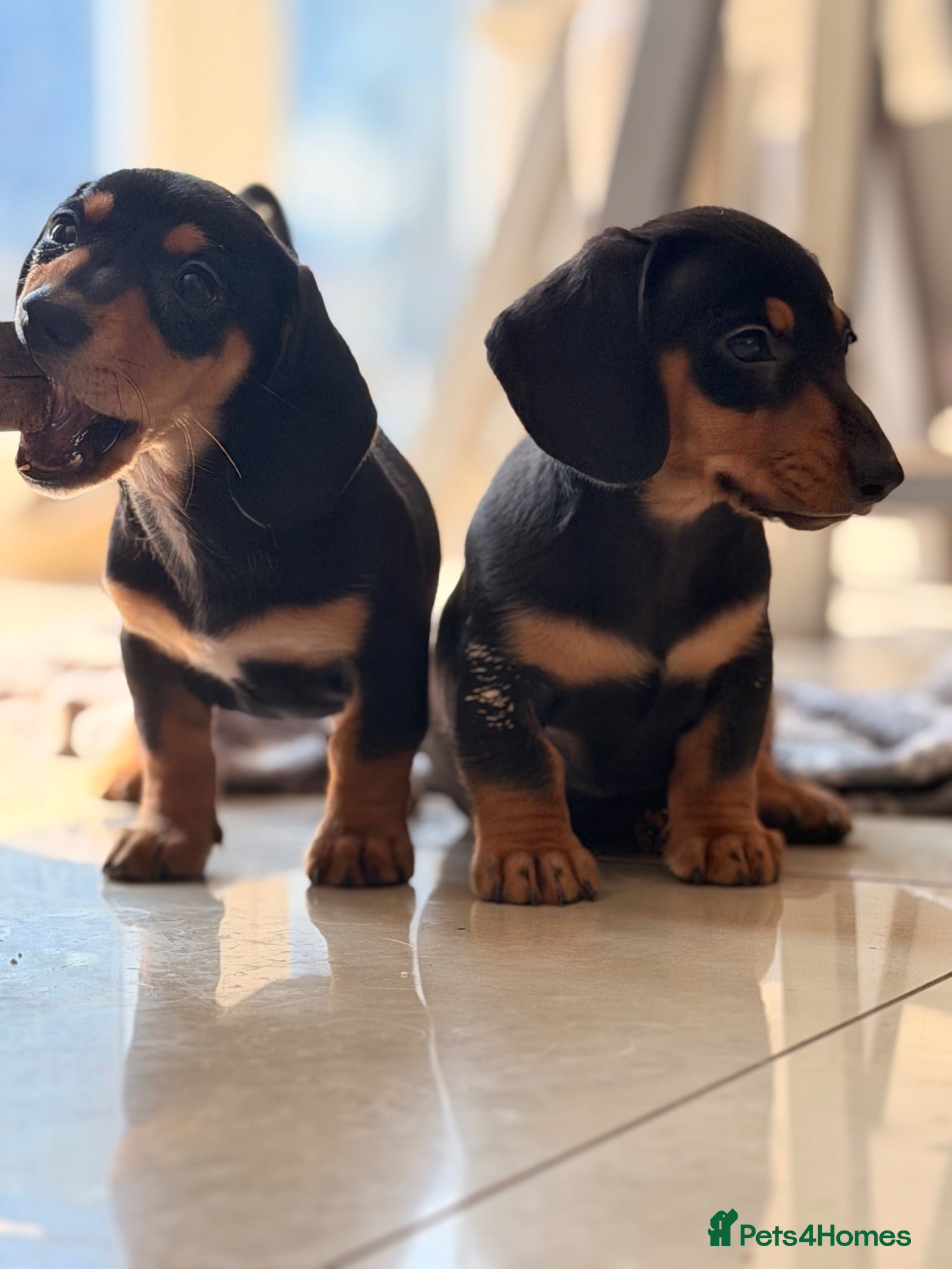 Miniature Dachshund dogs Pra hereditary clear mini smooth dachshund  - Advert 4