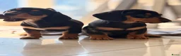 Miniature Dachshund dogs for sale: Pra hereditary clear mini smooth dachshund  - Advert 10