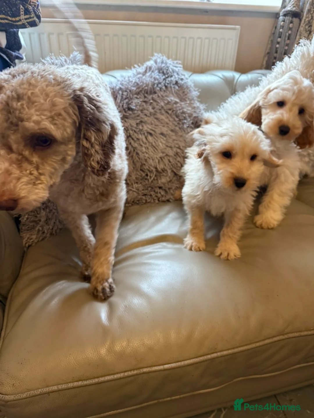 Cockapoo dogs for sale: Quality cockapoo boys ❤️ - Advert 10