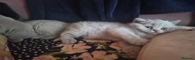 British Shorthair Platinum toned