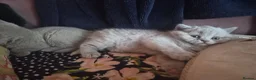 British Shorthair cats for sale: 3 British Shorthair Girls Lilac and Blue - Advert 25