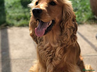 Cocker Spaniel dogs Cocker Spaniel For Stud in Liverpool - Advert 9