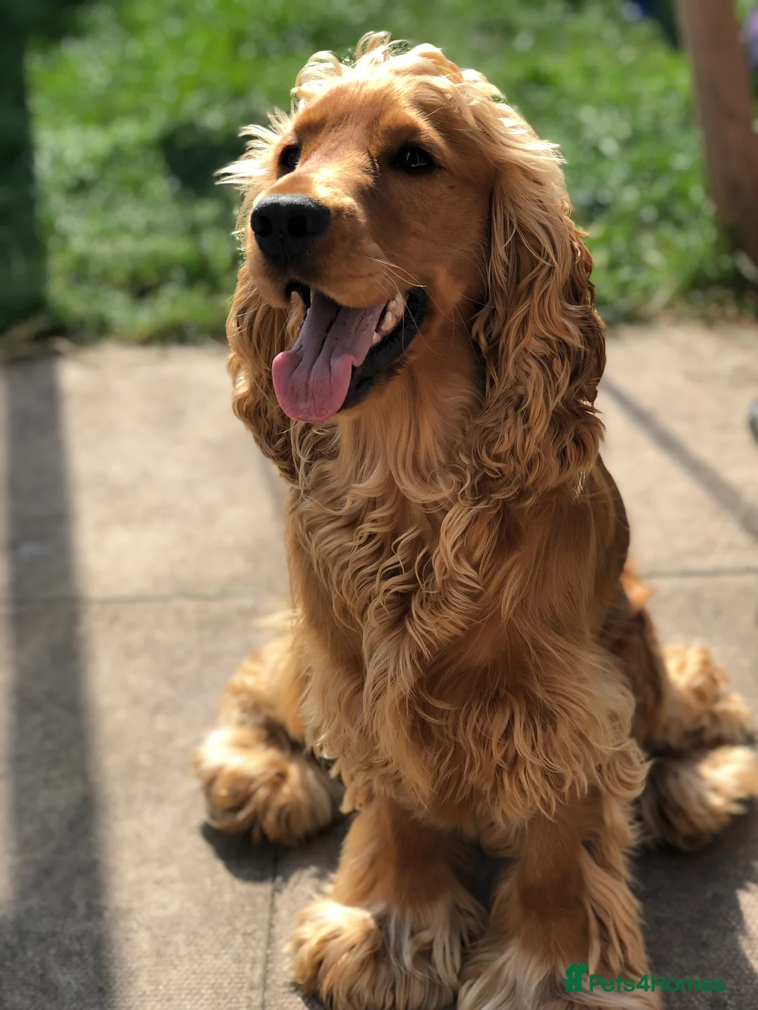 Cocker Spaniel dogs for stud: Cocker Spaniel For Stud in Liverpool - Advert 1