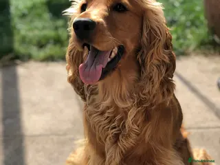 Cocker Spaniel dogs Cocker Spaniel For Stud in Liverpool - Advert 14