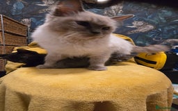 Mixed Breed cats for sale: Beautiful half ragdoll kittens - Image 11