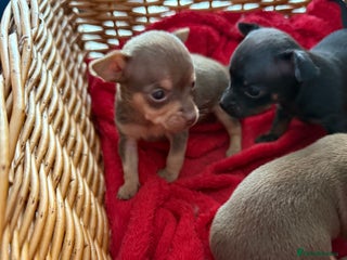 Chihuahua dogs - Advert 35