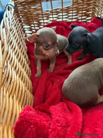 Chihuahua dogs - Advert 2