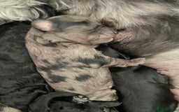 Cavapoo dogs for sale: Gorgeous blue merles & blacks cavapoo puppies  - Image 2