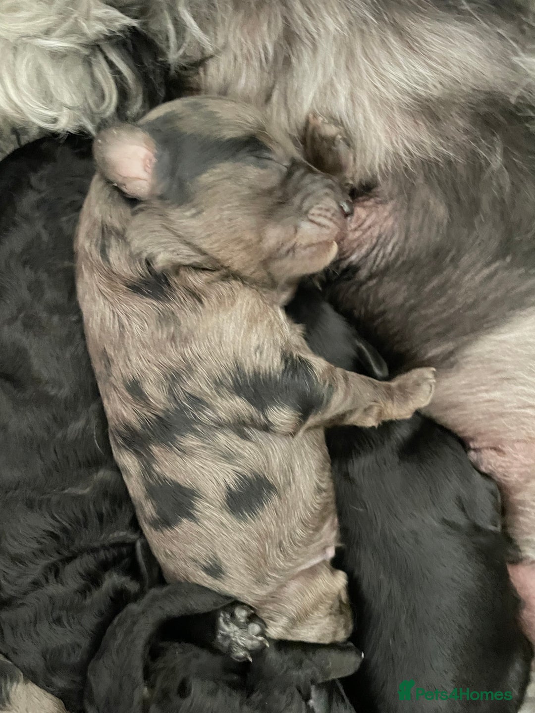 Cavapoo dogs for sale: Gorgeous blue merles & blacks cavapoo puppies  - Image 2
