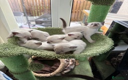 Siamese cats for sale: Siamese seal points  - Image 6