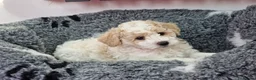 Poochon dogs for sale: Health-Tested Poochon Puppies – Ready NOW - Advert 18