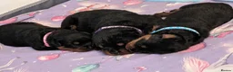 Rottweiler dogs for stud: Proven big boy ready for stud - Advert 8