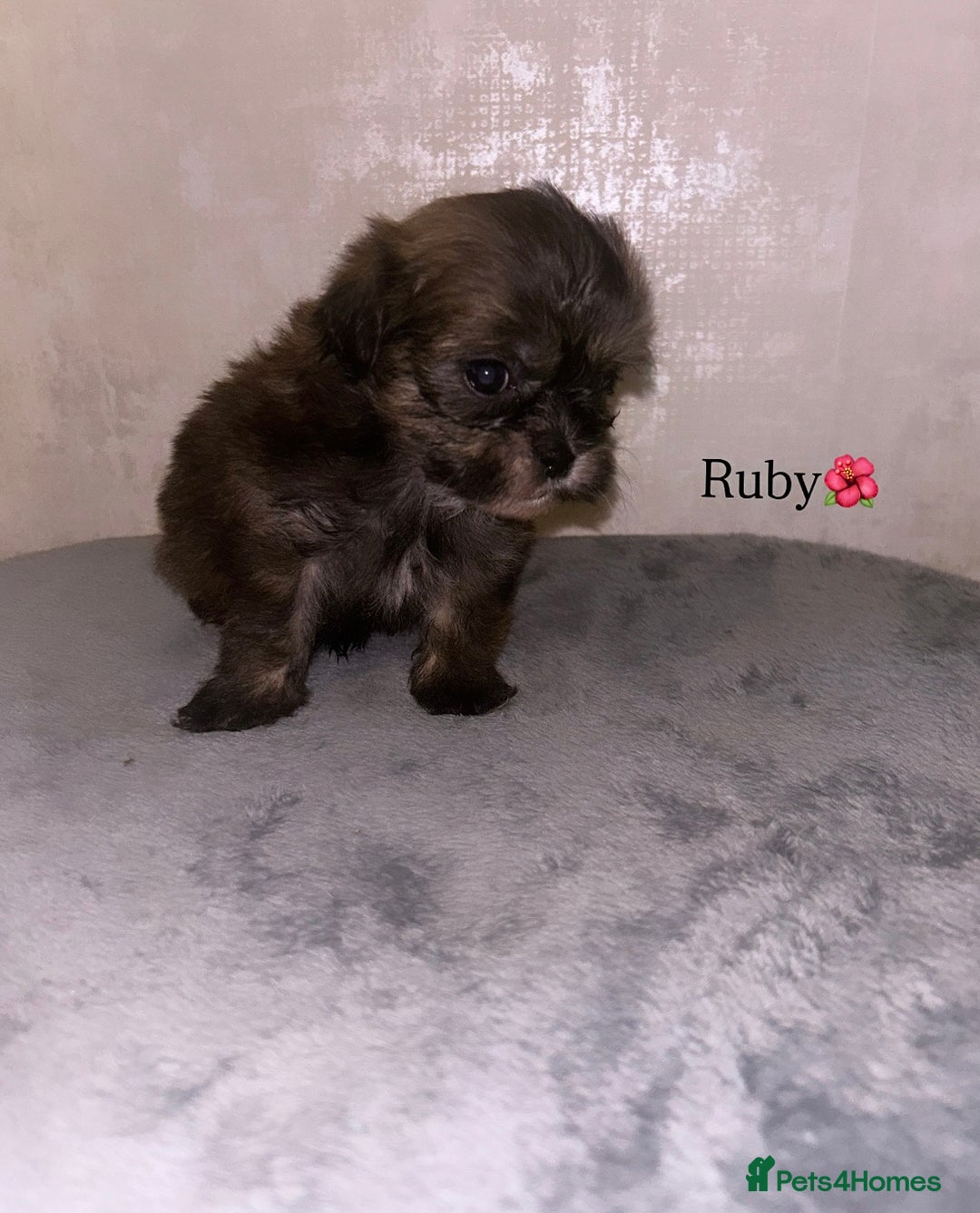Shihpoo dogs for sale: Gorgeous Shihpoos for sale  - Advert 4