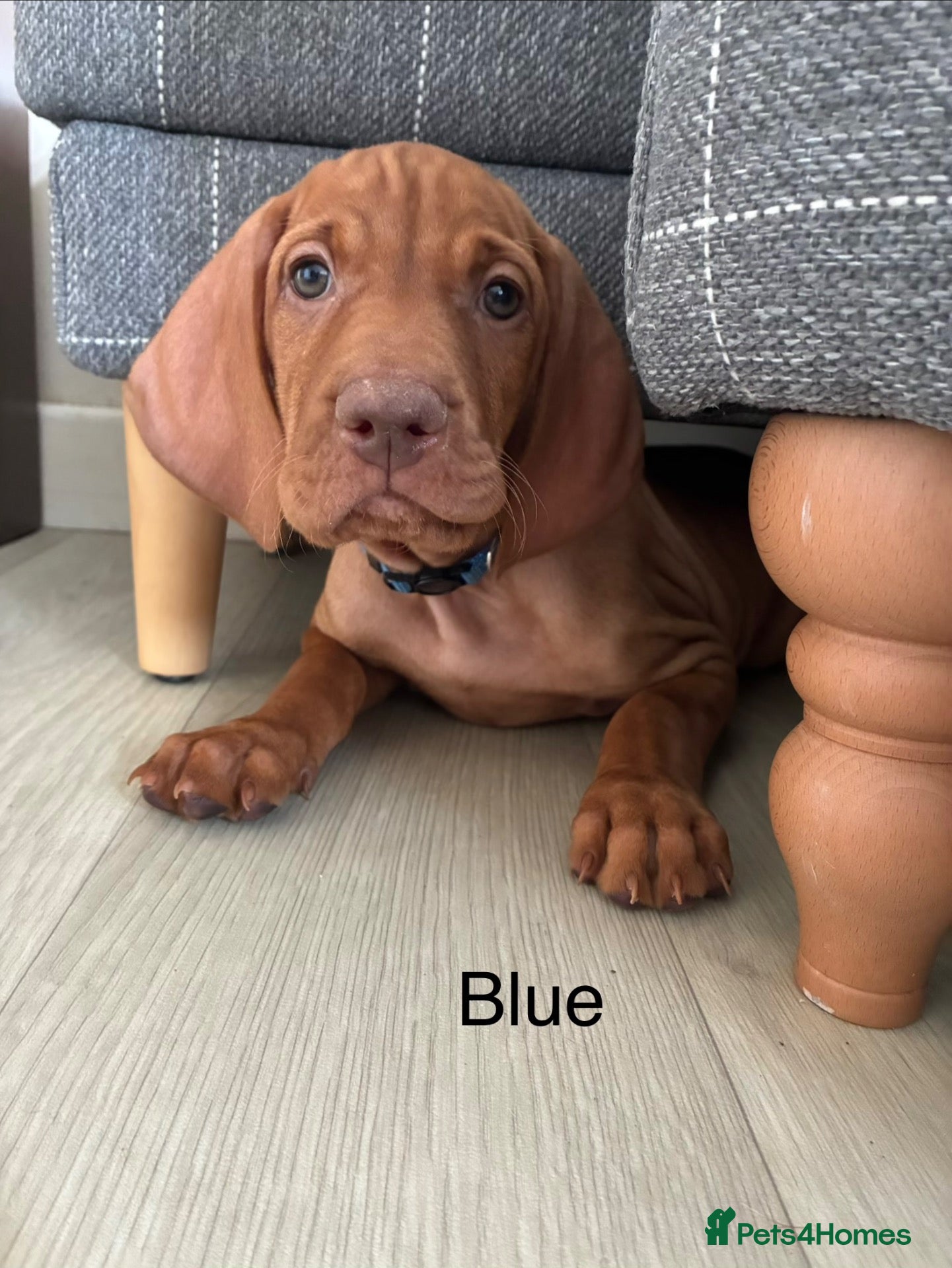 Hungarian Vizsla dogs  🤍REDUCED £1600 💙 - Advert 1