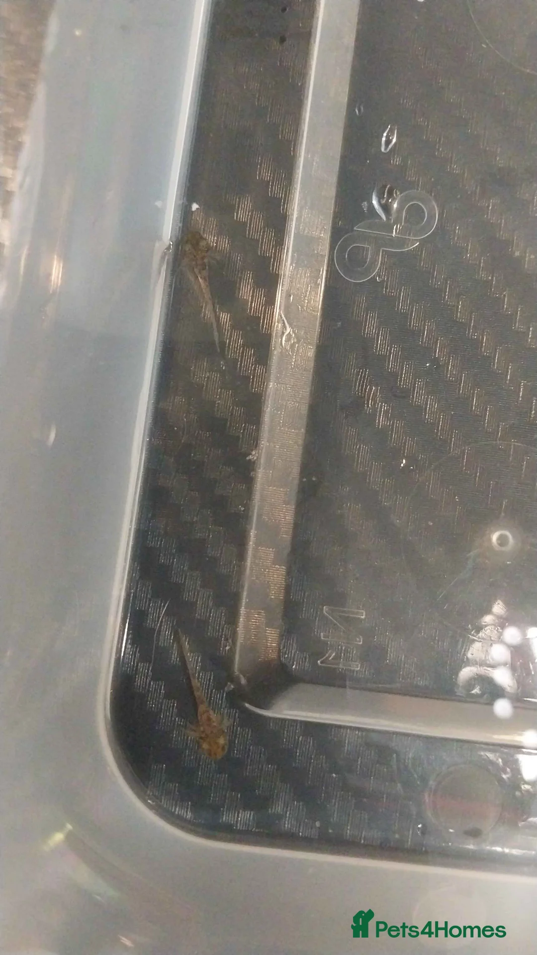 Axolotl reptiles for sale: baby axolotls - Advert 2