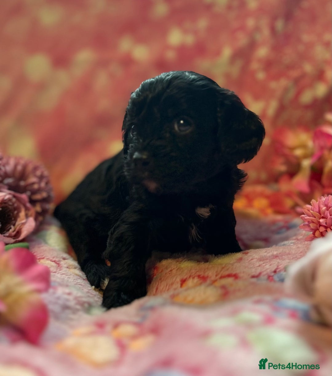 Cavapoo dogs for sale: F1 Cavapoo puppies 🐶  - Advert 24