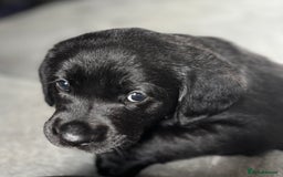 Goldador dogs for sale: Stunning Black Lab/Golden Retriever Puppies - Advert 21