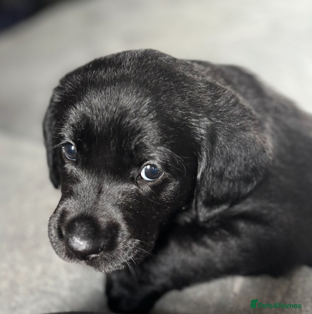 Goldador dogs for sale: Stunning Black Lab/Golden Retriever Puppies - Advert 21