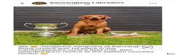 Labrador Retriever dogs for sale: Litter of yellow/fox red Labrador pups available in Norwich - Advert 2