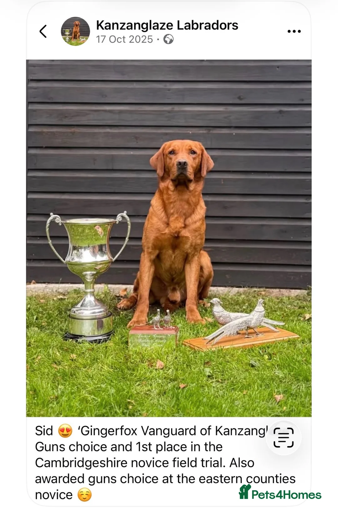 Labrador Retriever dogs for sale: Litter of yellow/fox red Labrador pups available in Norwich - Advert 2