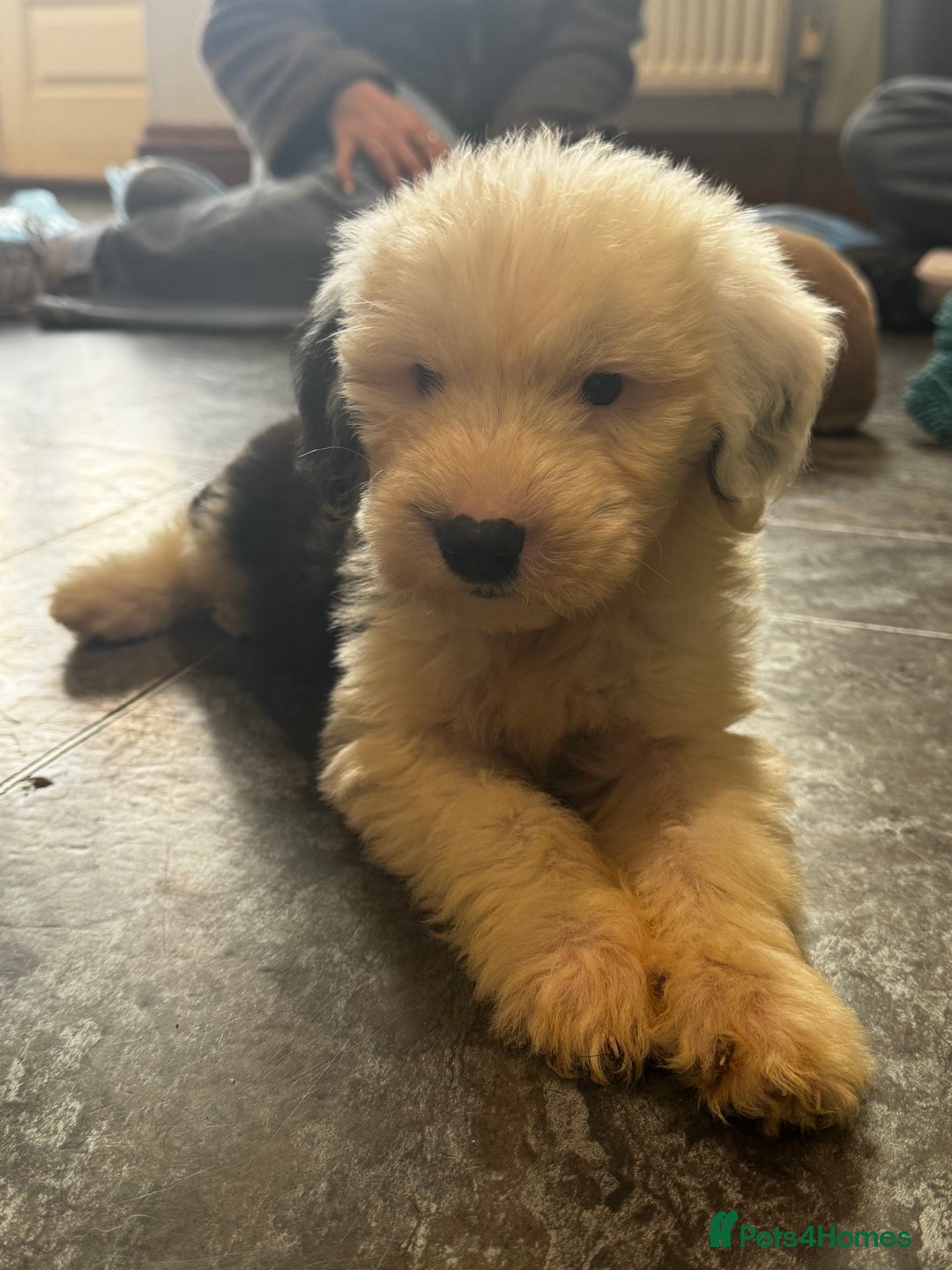 Old English Sheepdog dogs for sale: Extensively health tested KC registered OES  - Advert 10