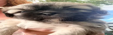 Shih Tzu 5
