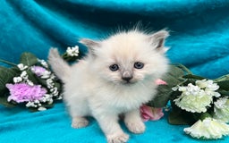 Siberian cats for sale: 🩵🩵Stunning Siberian Neva Masquerade Babies🩵🩵 - Image 4