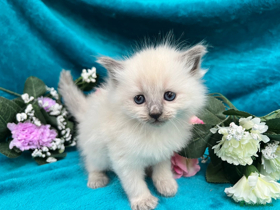 Siberian cats for sale: 🩵🩵Stunning Siberian Neva Masquerade Babies🩵🩵 - Image 4
