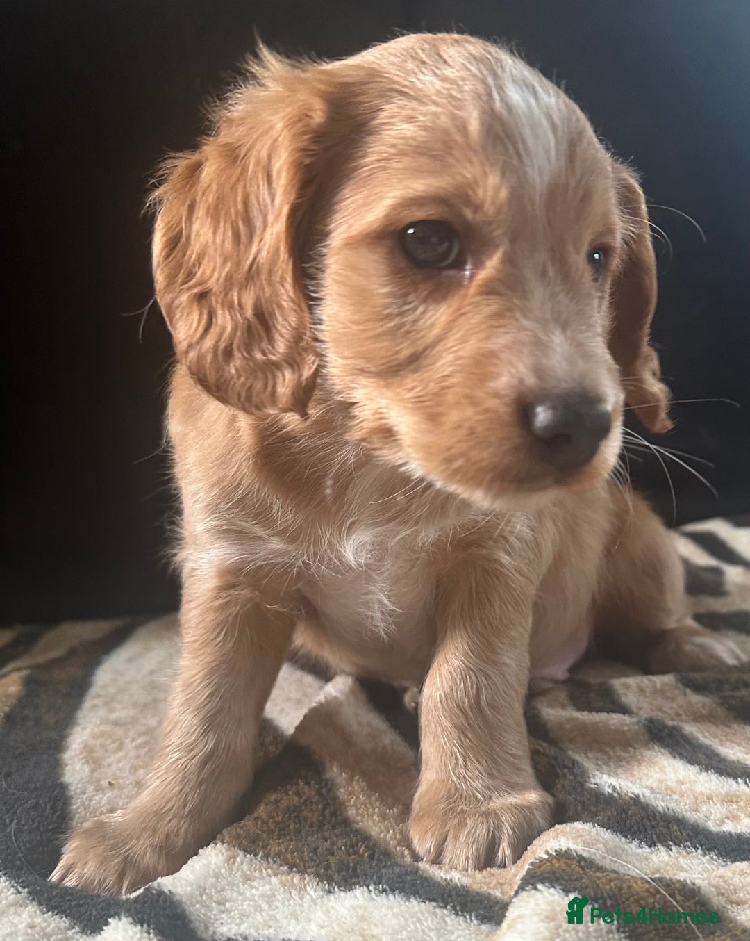 Mixed Breed dogs for sale: Patterdale X cocker spaniel  - Image 14