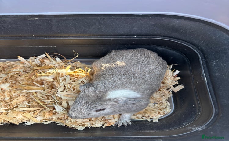 Guinea Pig rodents - Advert 1
