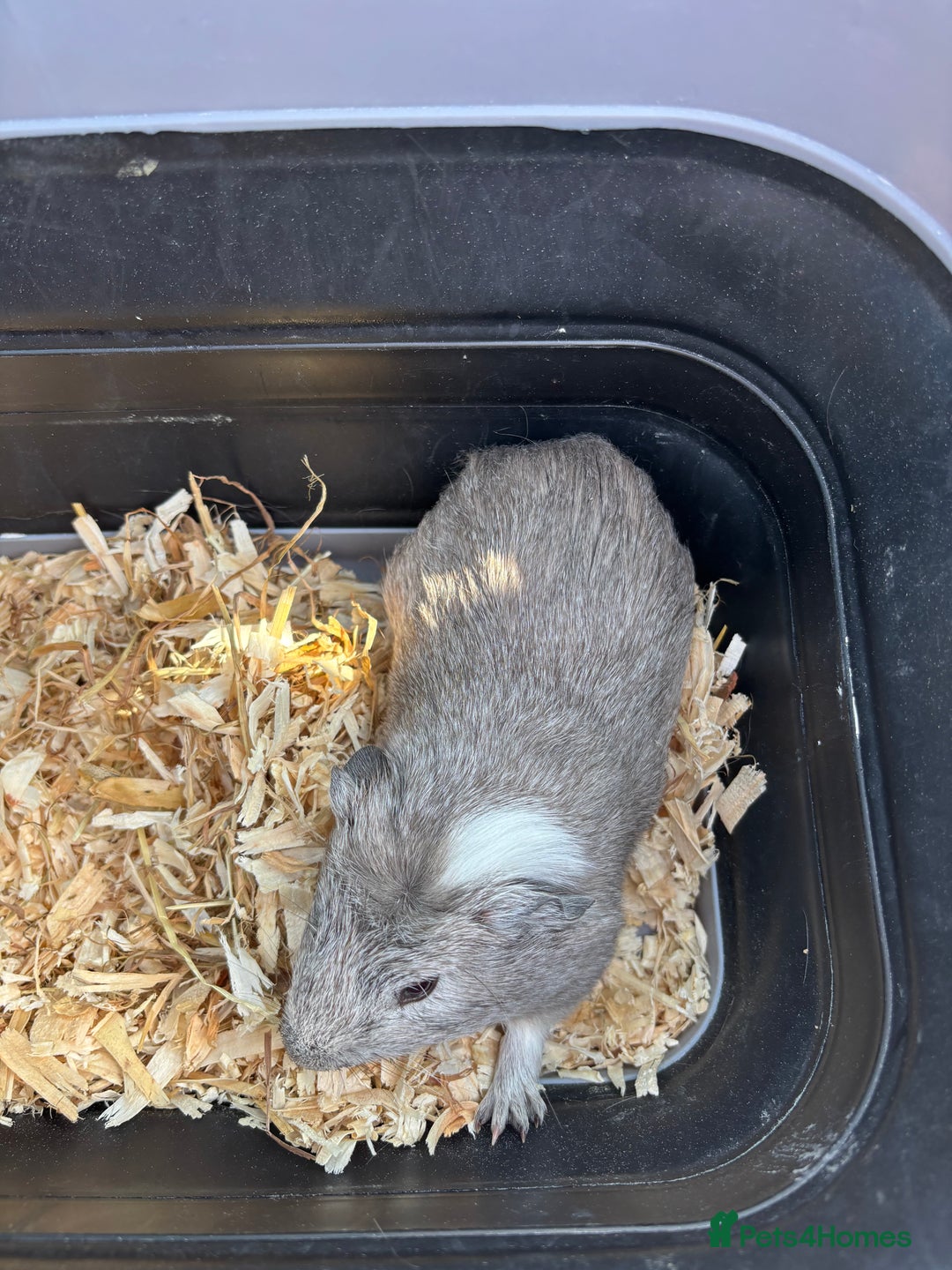 Guinea Pig rodents for sale: Male guinea pig looking for a forever home - Image 1