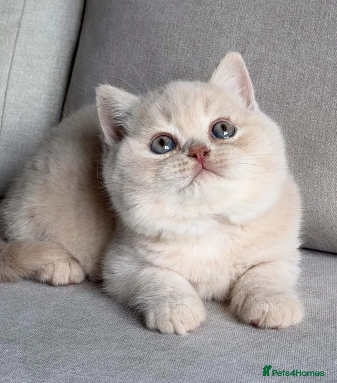 British Shorthair cats for sale: Beautiful boys  - Advert 2