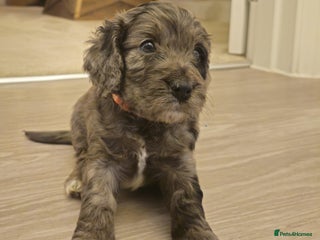 Cockapoo dogs Gorgeous F1 Cockapoo Puppies - Advert 1