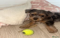 Jackapoo dogs for sale: Beautiful toy jackapoo puppies  - Image 3