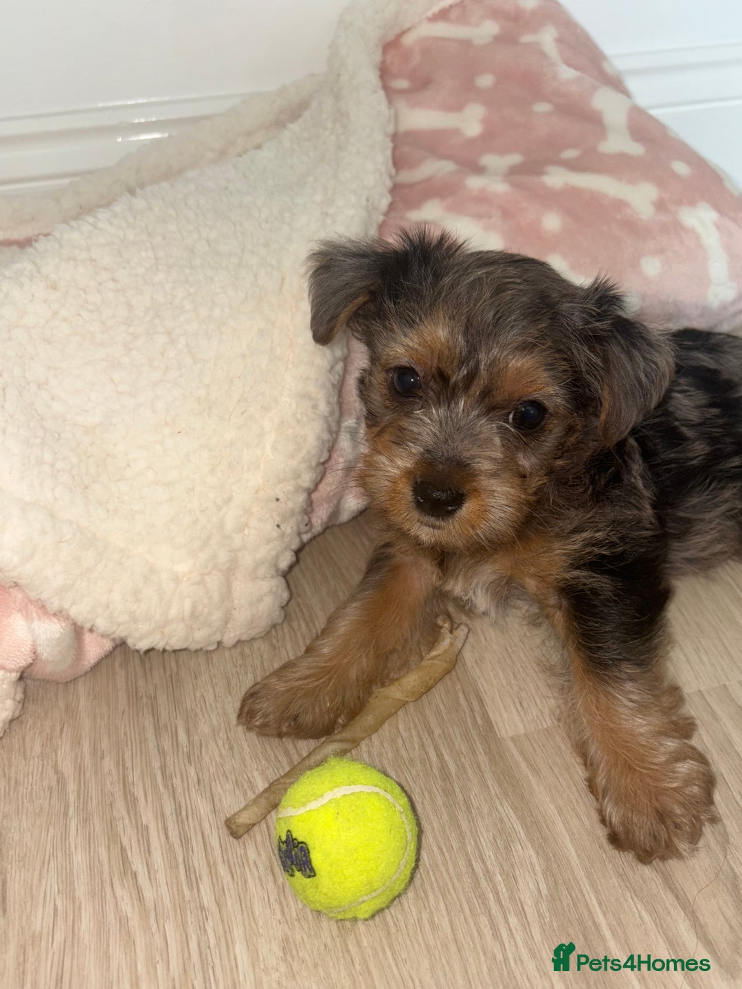 Jackapoo dogs for sale: Beautiful toy jackapoo puppies  - Image 3