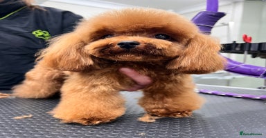 Toy Poodle dogs in Kettering - Advert 2