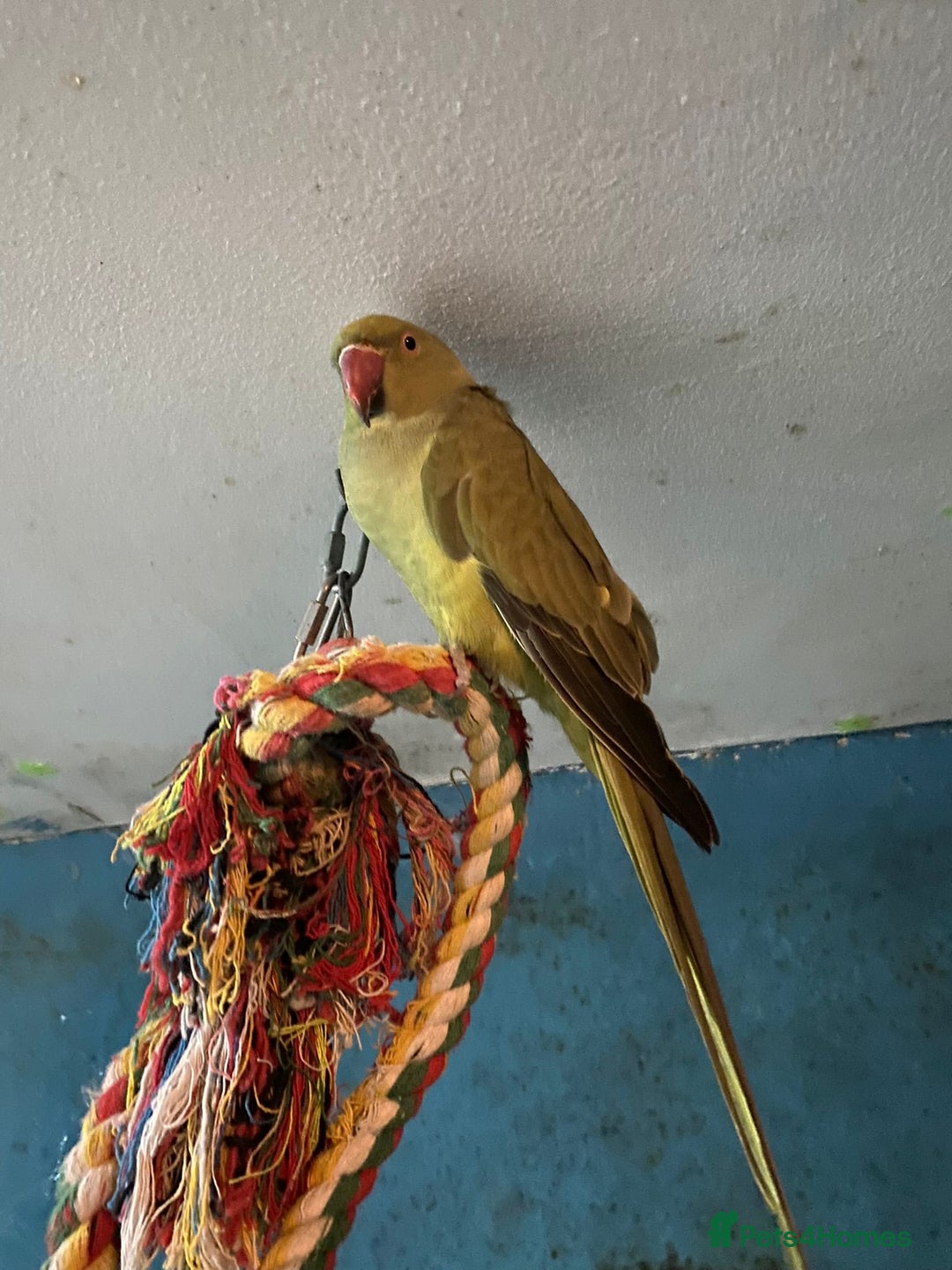 Ringnecks birds for sale: Ringneck for sale - Advert 1